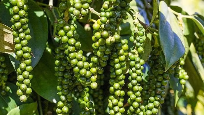 Giá nông sản hôm nay (9/7): Giá cà phê giảm mạnh