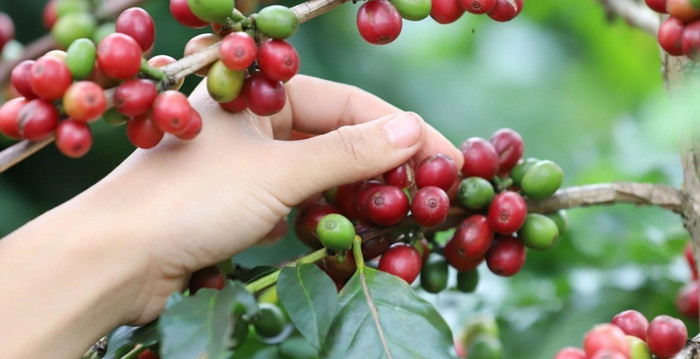 Giá nông sản hôm nay (9/1): Giá cà phê neo ở mức cao, hồ tiêu ổn định