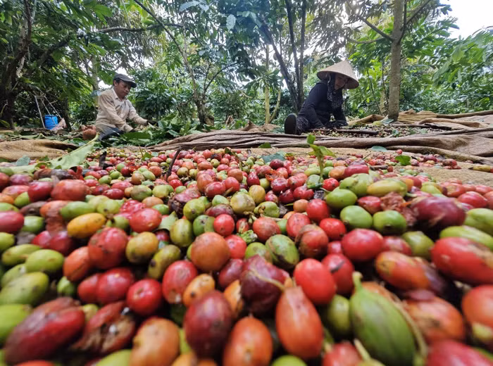 Giá nông sản hôm nay (21/5): Giá cà phê bật tăng, hồ tiêu neo ở mức cao