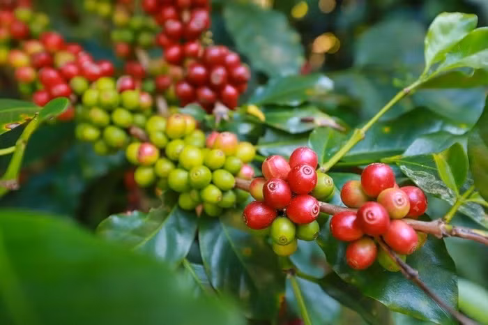  Giá nông sản hôm nay (12/9): Cà phê bật tăng mạnh, hồ tiêu đảo giảm