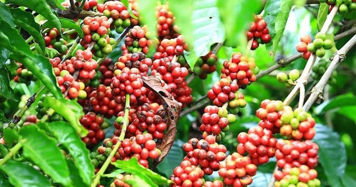 Giá nông sản hôm nay (4/2): Giá cà phê và hồ tiêu đồng loạt lao dốc