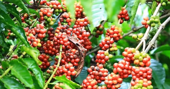 Giá nông sản hôm nay (4/2): Giá cà phê và hồ tiêu đồng loạt lao dốc
