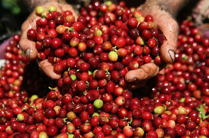Giá nông sản hôm nay (22/10): Giá cà phê và hồ tiêu duy trì ổn định