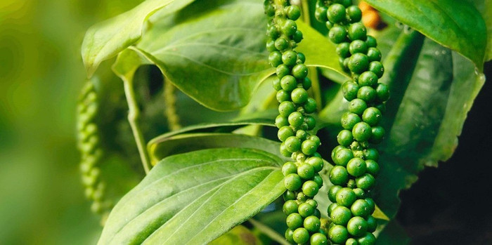 Giá nông sản hôm nay (5/8): Cà phê bất ngờ giảm nhẹ, hồ tiêu neo cao