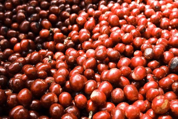 Giá nông sản hôm nay (24/4): Giá cà phê bật tăng, hồ tiêu giảm nhẹ