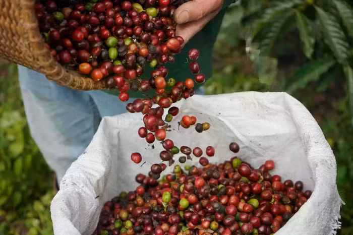 Giá nông sản hôm nay (31/3): Giá cà phê ổn định, hồ tiêu neo ở mức cao