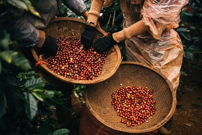 Giá nông sản hôm nay (8/5): Giá cà phê tiếp đà tăng mạnh, hồ tiêu neo cao