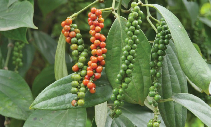 Giá nông sản hôm nay (3/11): Giá cà phê ổn định, hồ tiêu tăng nhẹ