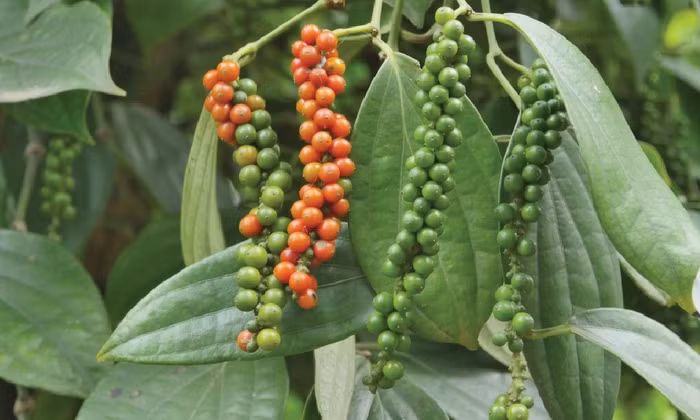 Giá nông sản hôm nay (3/11): Giá cà phê ổn định, hồ tiêu tăng nhẹ