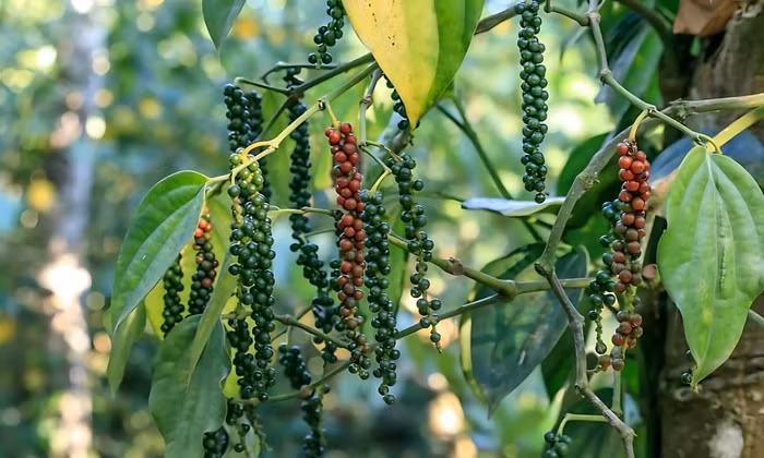 Giá nông sản hôm nay (10/3): Giá cà phê và hồ tiêu cùng ổn định