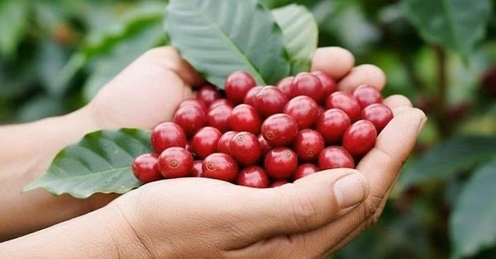 Giá nông sản hôm nay (12/5): Giá cà phê quay đầu giảm nhẹ, hồ tiêu ổn định