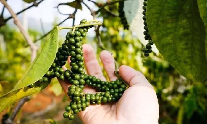 Giá tiêu tiếp tục duy trì trạng thái ổn định sau nhiều tuần biến động