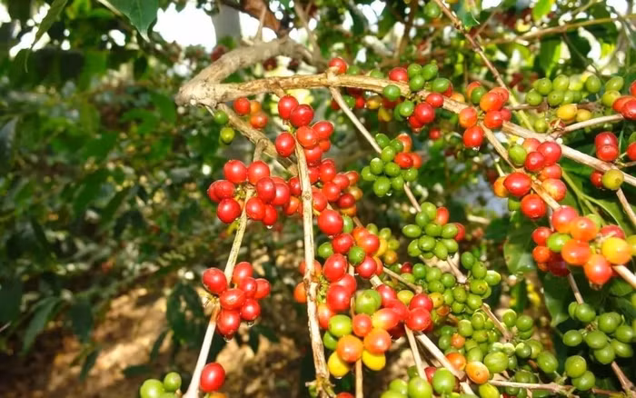 Giá nông sản hôm nay (13/5): Giá cà phê bật tăng mạnh, hồ tiêu ổn định