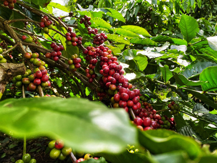 Giá nông sản hôm nay (18/3): Giá cà phê đảo chiều bật tăng, hồ tiêu giảm mạnh