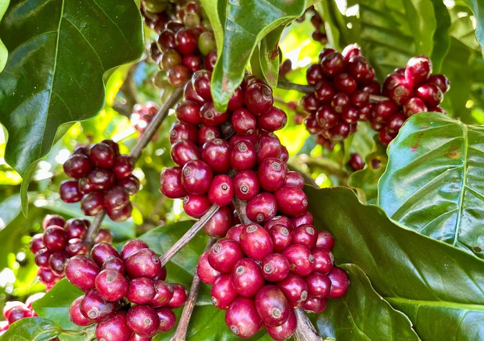 Giá nông sản hôm nay (1/12): Giá cà phê ổn định, hồ tiêu đi ngang