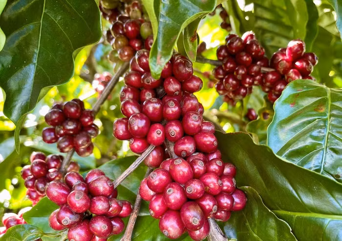 Giá nông sản hôm nay (1/12): Giá cà phê ổn định, hồ tiêu đi ngang