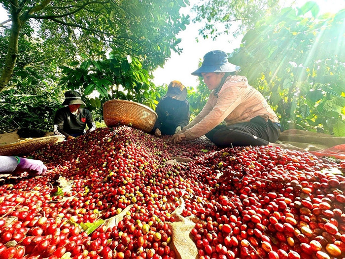 Giá nông sản hôm nay (25/7): Giá cà phê tăng nhẹ, hồ tiêu ổn định