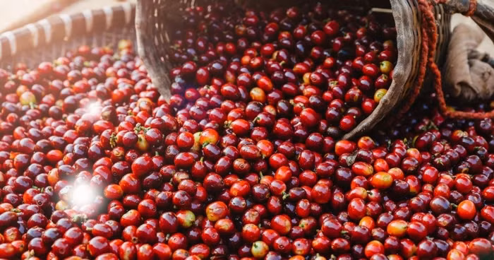 Giá cà phê trong nước hiện dao động trong khoảng 84.500 - 85.300 đồng/kg