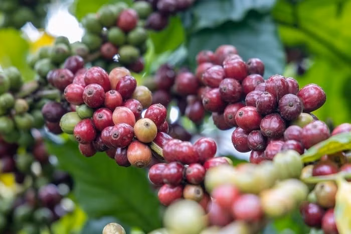 Giá nông sản hôm nay (10/7): Giá cà phê lao dốc, hồ tiêu bật tăng