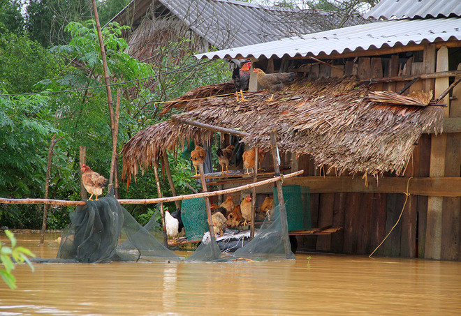Nghìn người ở Hà Tĩnh chui mái nhà chờ nước rút ảnh 4