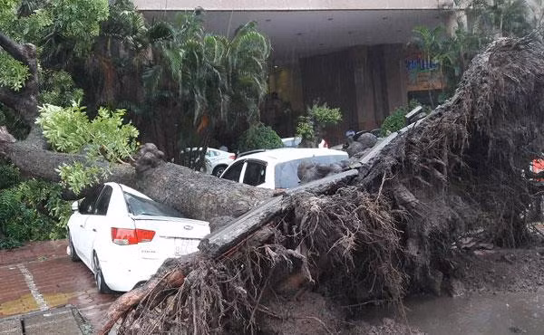 Cây đổ trên đường Hai Bà Trưng. Ảnh: N.G. Cây đổ trên đường Hai Bà Trưng. Ảnh: N.G.