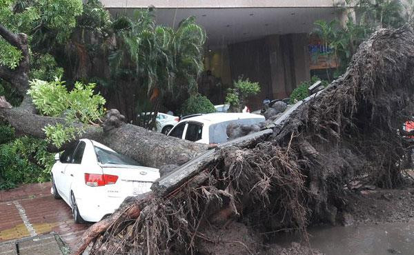 Cây đổ trên đường Hai Bà Trưng. Ảnh: N.G. Cây đổ trên đường Hai Bà Trưng. Ảnh: N.G.