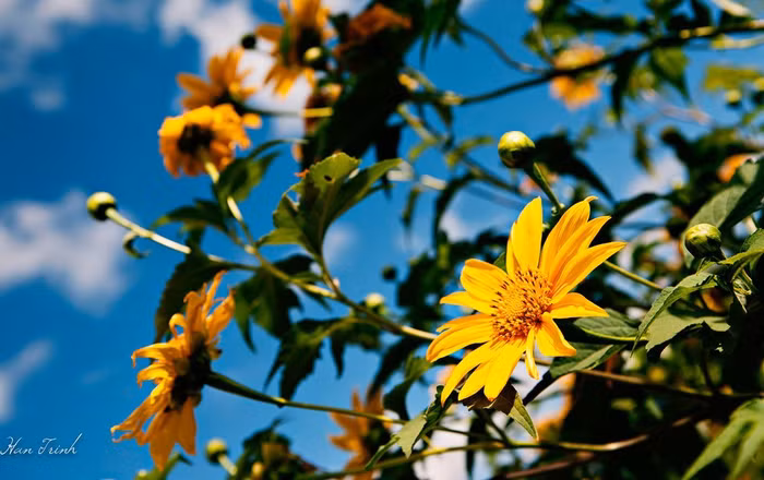 Tháng 10 mùa hoa dã quỳ tuyệt đẹp ở Đà Lạt ảnh 4