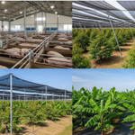 Đại gia chăn nuôi "bùng nổ" lợi nhuận: Dabaco vượt kế hoạch cả năm, HAGL sắp lãi 2.500 tỷ