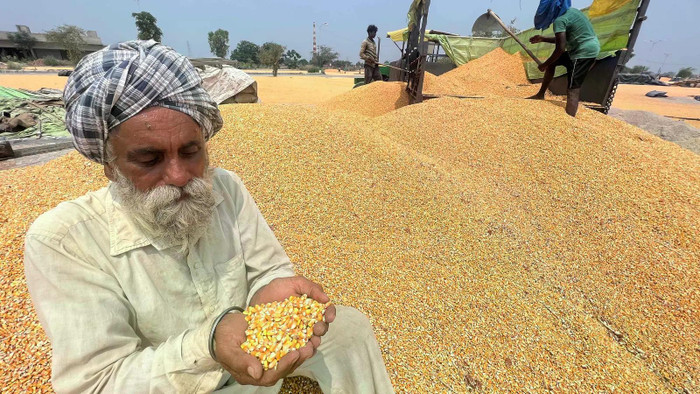 Tiểu bang Bihar là nơi sản xuất ngô lớn thứ ba của Ấn Độ sau Karnataka và Madhya Pradesh. ngo-an-do.jpg