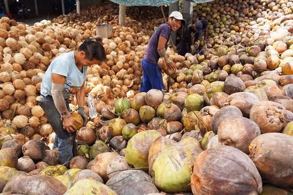 Dừa Việt "đắt hàng" tại Mỹ và Trung Quốc