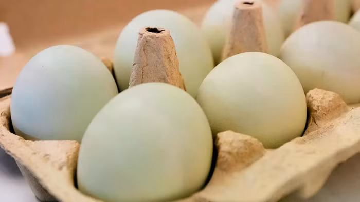 Giá trứng tăng sốc tại Châu Âu, có nơi lên tới hơn 200.000 đồng/vỉ