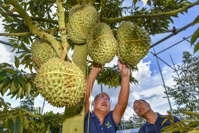 Sầu riêng Đông Nam Á "càn quét" thị trường Trung Quốc