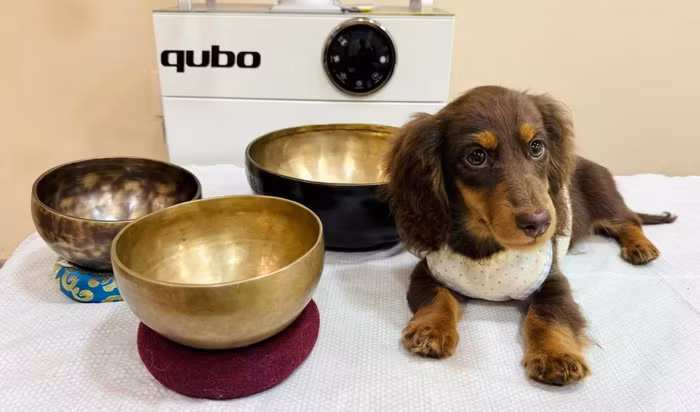 Một chú chó dachshund đang được trị liệu âm thanh tại studio chăm sóc sức khỏe thú cưng ở Thâm Quyến (Trung Quốc) 