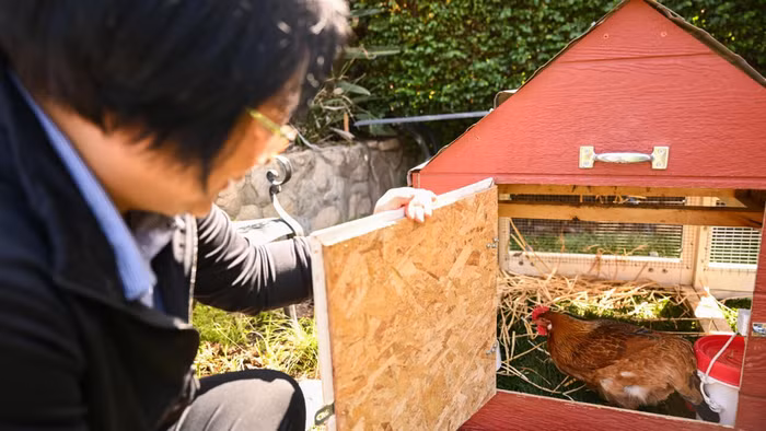 Giá trứng tăng cao, người dân Mỹ thuê gà về nuôi tại nhà