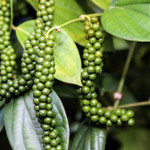 Giá nông sản hôm nay (16/1): Giá cà phê tăng, giá hồ tiêu quay đầu giảm