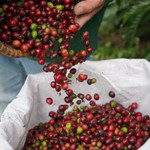 Giá nông sản hôm nay (8/8): Cà phê bất ngờ giảm, hồ tiêu neo ở mức cao