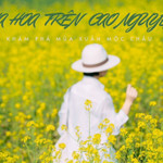 Lên Mộc Châu mùa hoa mận nở, hoa cải vàng: Kinh nghiệm khám phá mùa xuân trên cao nguyên