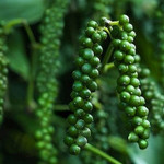 Giá nông sản hôm nay (7/10): Giá hồ tiêu tăng nhẹ, cà phê neo ở mức cao