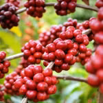 Giá nông sản hôm nay (15/4): Giá cà phê và hồ tiêu đồng loạt tăng