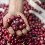 Giá nông sản hôm nay (23/3): Giá cà phê trở lại nhịp tăng, hồ tiêu neo cao