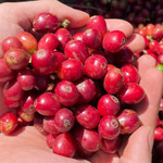 Giá nông sản hôm nay (10/11): Giá cà phê và hồ tiêu đồng loạt đi ngang