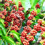 Giá nông sản hôm nay (15/8): Cà phê tiếp tục tăng tăng mạnh, hồ tiêu giữ mức cao