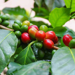 Giá nông sản hôm nay (25/3): Giá cà phê quay đầu giảm, hồ tiêu giao dịch quanh mức 136.000 đồng/kg