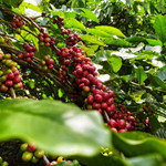 Giá nông sản hôm nay (18/3): Giá cà phê đảo chiều bật tăng, hồ tiêu giảm mạnh