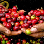 Giá nông sản hôm nay (7/11): Giá cà phê tăng nhẹ, hồ tiêu đi ngang