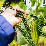 Giá nông sản hôm nay (13/1): Giá cà phê ổn định, hồ tiêu neo cao