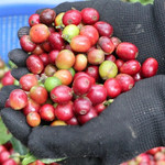 Giá nông sản hôm nay (13/2): Giá cà phê bật tăng trở lại, hồ tiêu neo ở mức cao