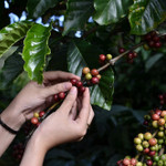 Giá nông sản hôm nay (17/3): Giá cà phê giảm, hồ tiêu neo ở mức cao