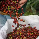 Giá nông sản hôm nay (31/3): Giá cà phê ổn định, hồ tiêu neo ở mức cao