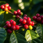 Giá nông sản hôm nay (28/11): Giá cà phê quay đầu giảm nhẹ, hồ tiêu đi ngang